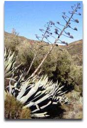 construcción de didge de pita